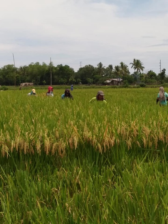 Workers harvesting rice