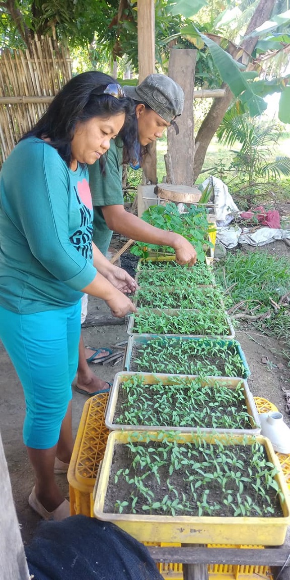 Preparing seedlings for planting