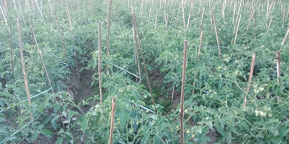 Tomato crops