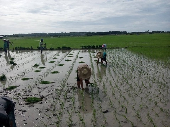 Workers planting rice