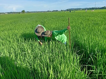 Workers checking the quality of the rice