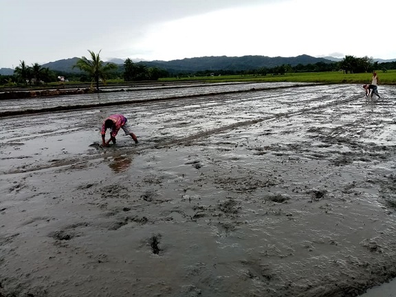 Workers preparing for direct seeding